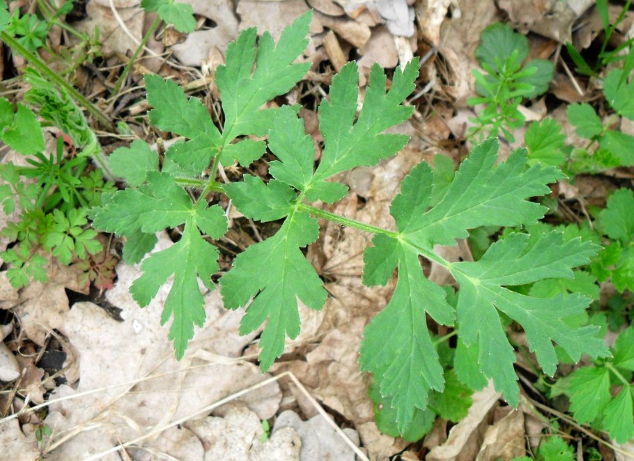 Борщевик растение листья