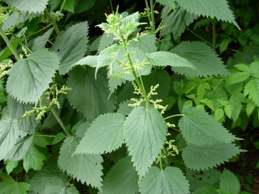 Крапива Киевская (Urtica Kioviensis)