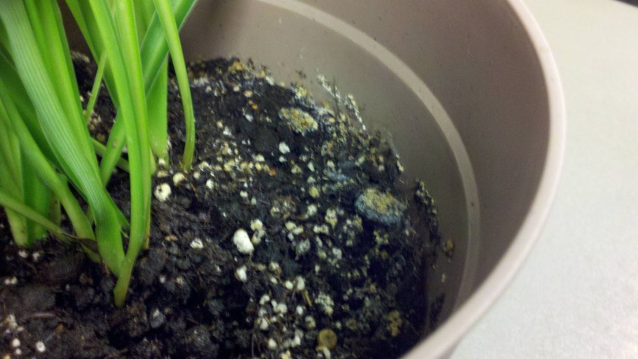 Кубенсис МАККЕННА