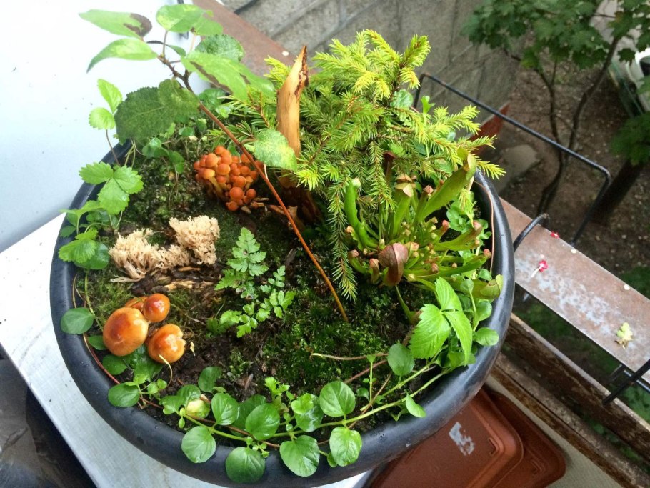 Грибница на подоконнике