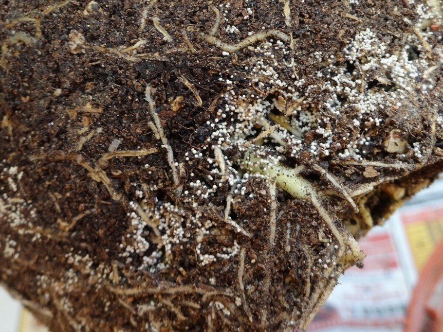 Сапрофитный грибок