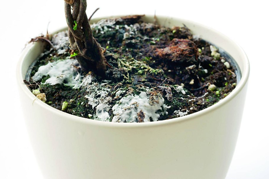 Декоративные пеньки