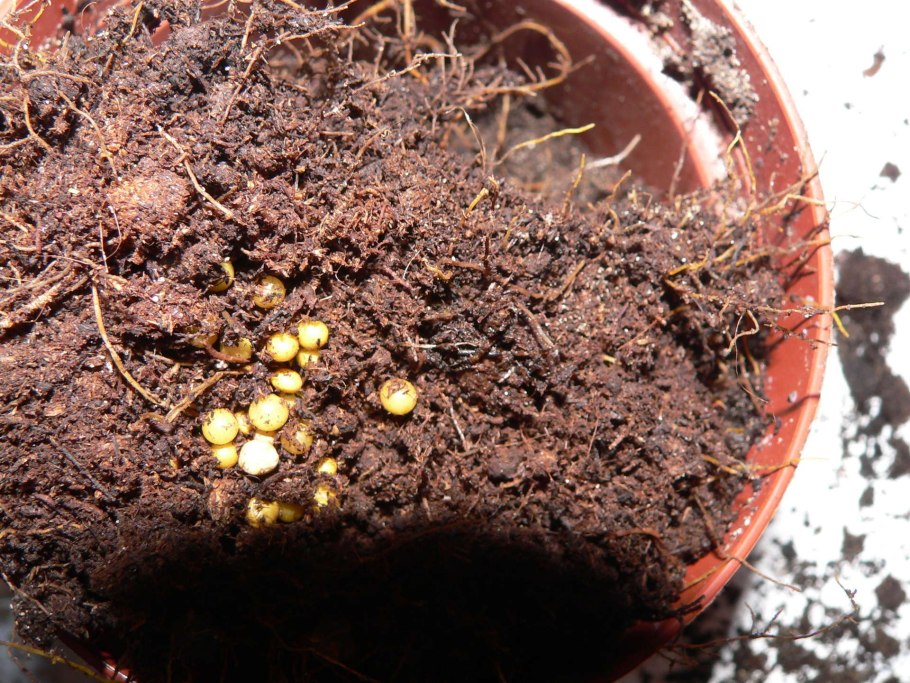 Черви в цветочных горшках