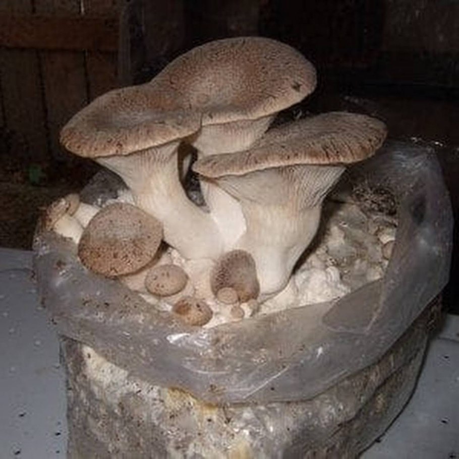 Кашпо пенек