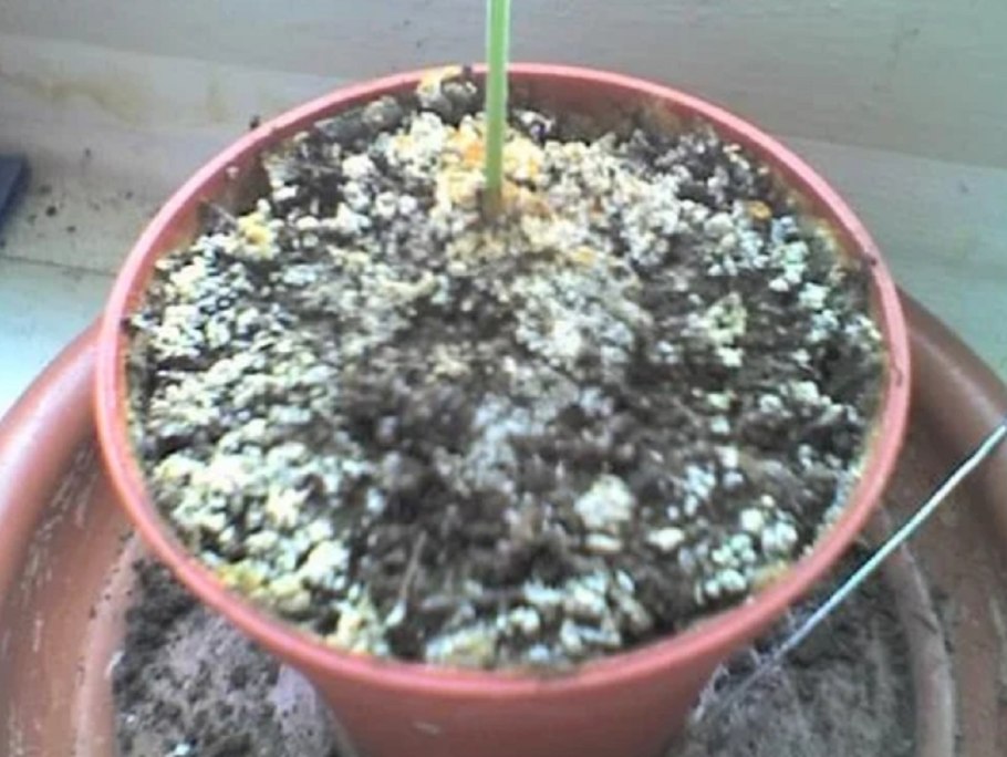 Плесень на почве комнатных растений