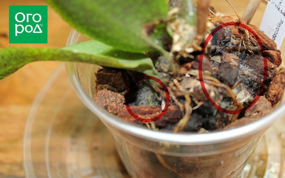 Белый гриб в горшке