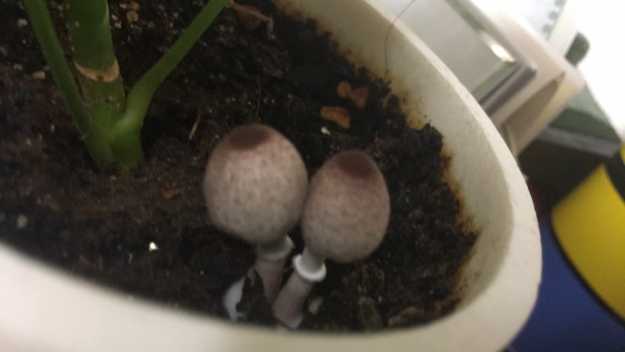 Выросли грибы в цветочном горшке