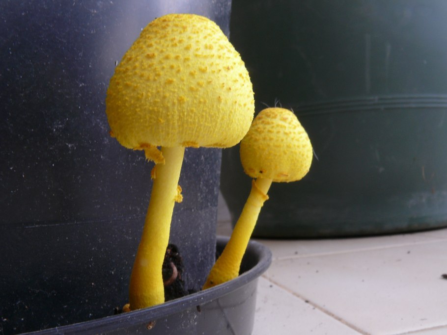 Белонавозник Бирнбаума Leucocoprinus birnbaumii