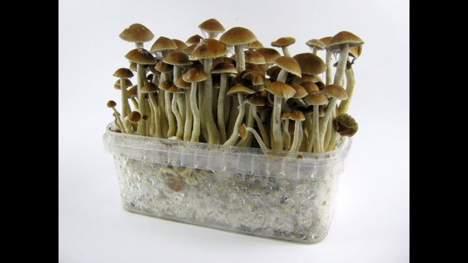 Корни орхидеи плесневеют