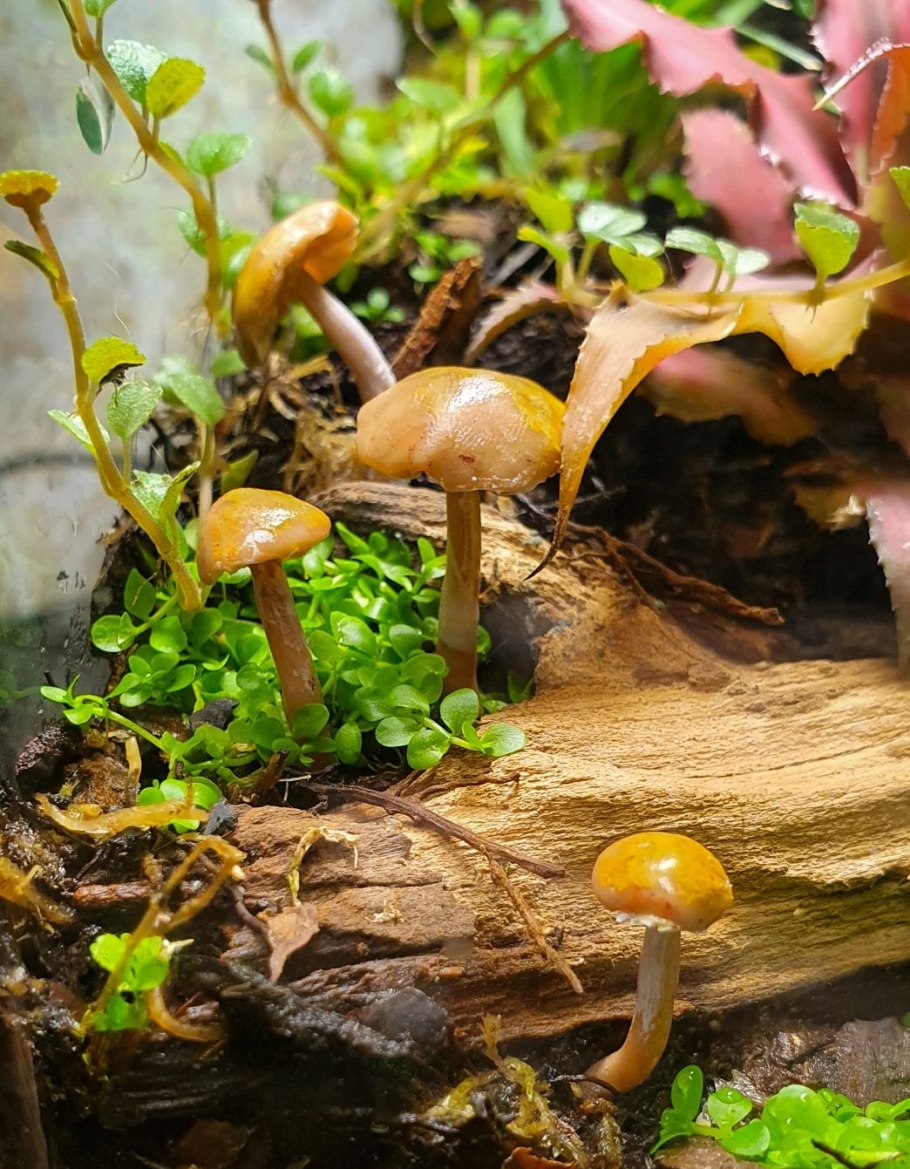 Сморчки грибы