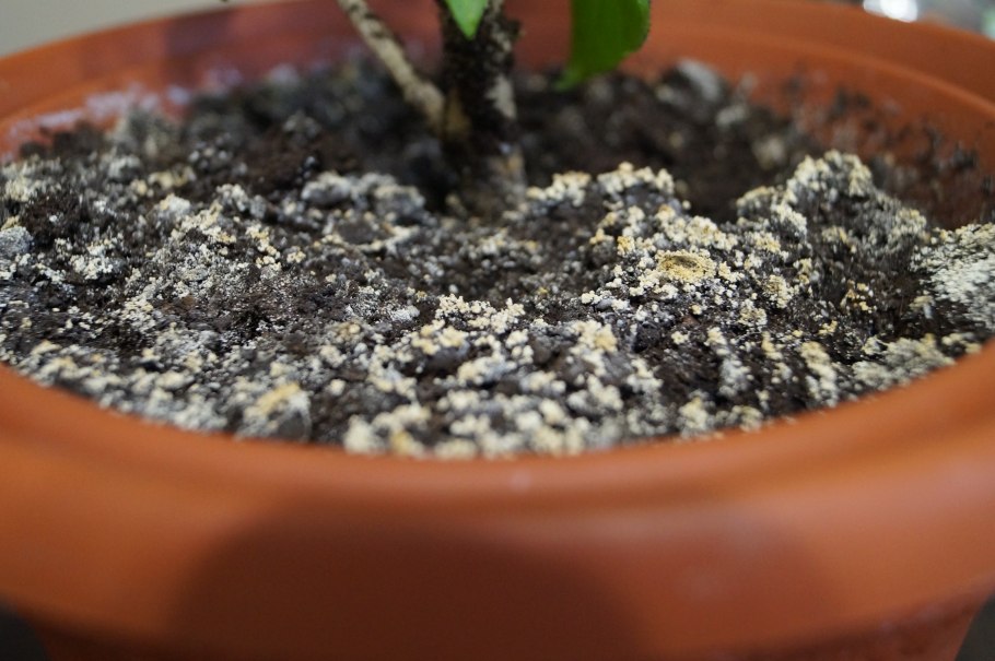 Грибы на грядке