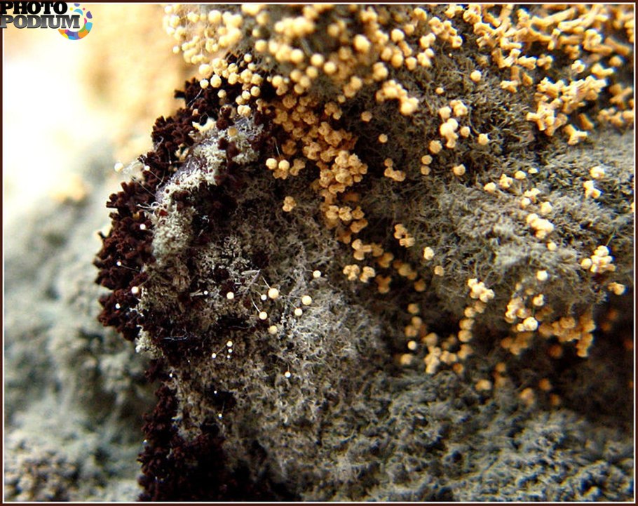 Коричневая плесень