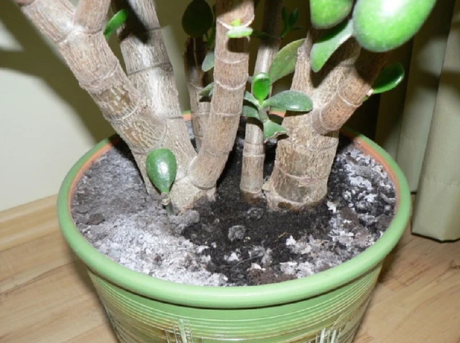 Художница создает сказочные сады в цветочных горшках (фото)