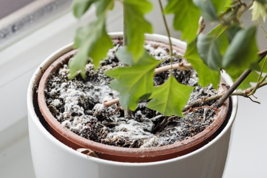 Плесень в цветочном горшке