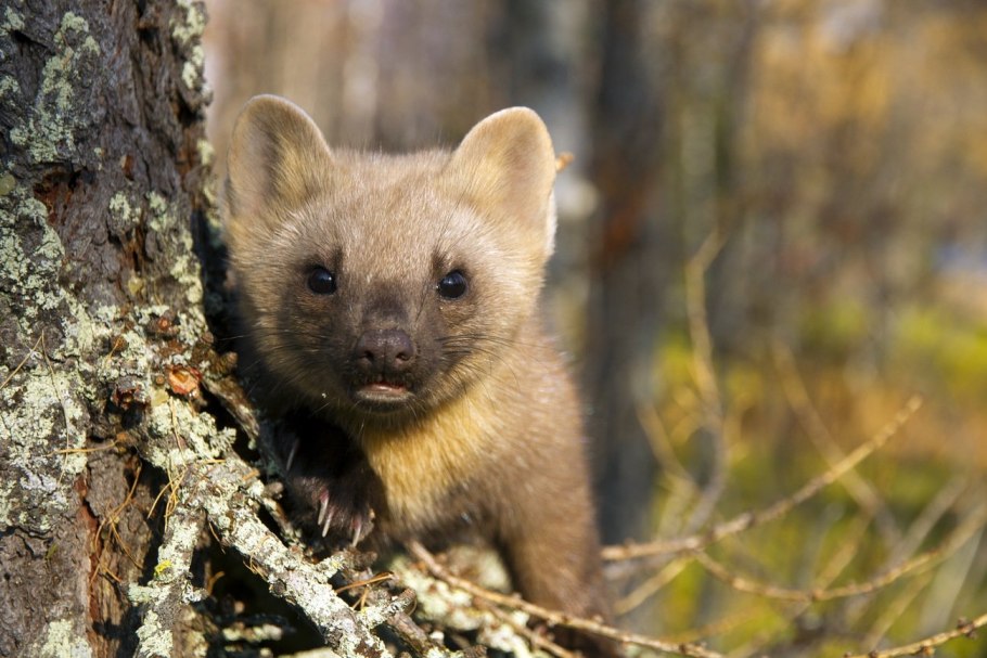 Разнотравье Карелии