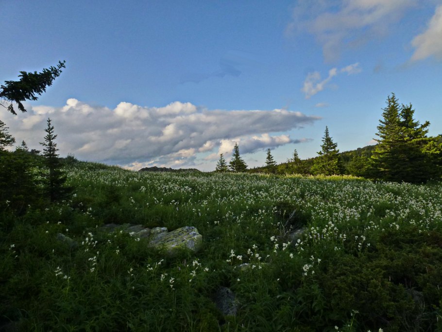 Кипрей Алтай