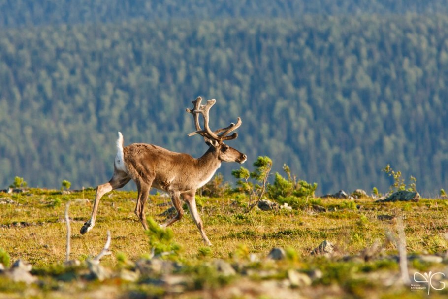 Кузнецкий Алатау растения