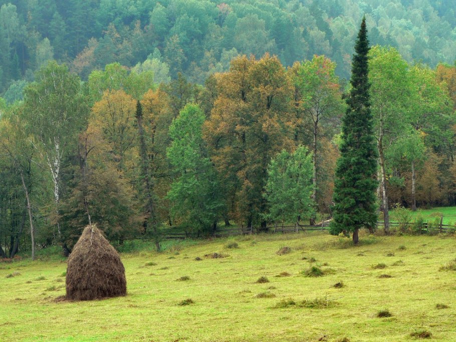 Северный Урал Конжаковский камень растения