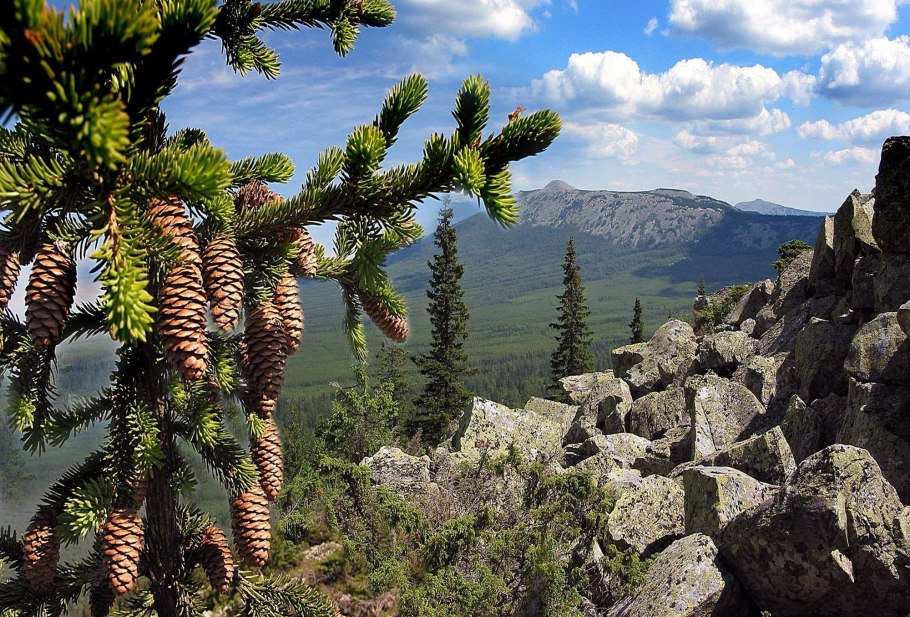 Горицвет весенний ЛРС