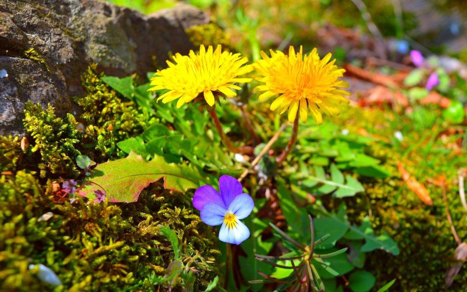 Национальный парк Таганай растения