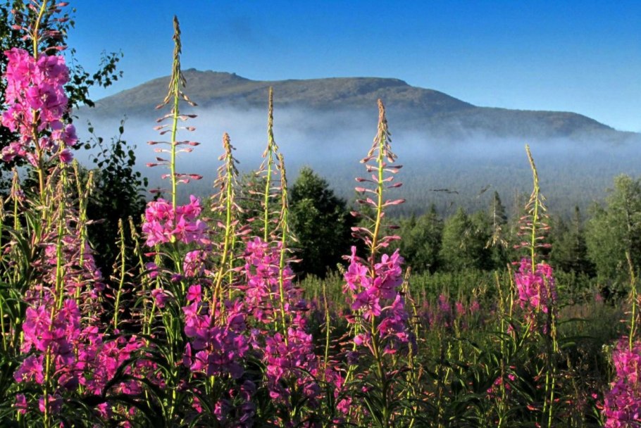 Печоро-Илычский заповедник