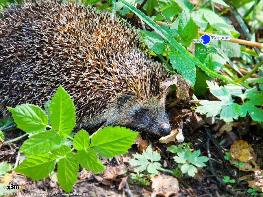 Цветы Канады Банф