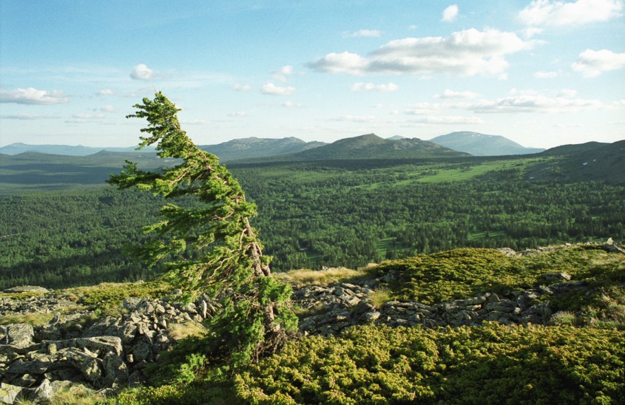 Зюраткуль лес