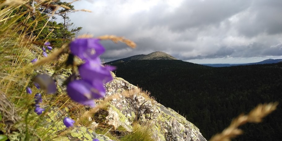 Растения Урала Урала