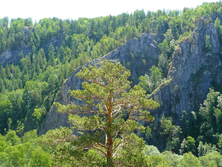 Уральские горы сосны Южный Урал