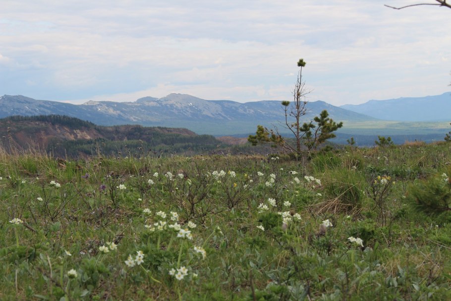 Растительный мир Зюраткуль