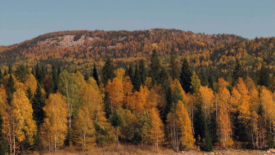 Животные и растения Южного Урала