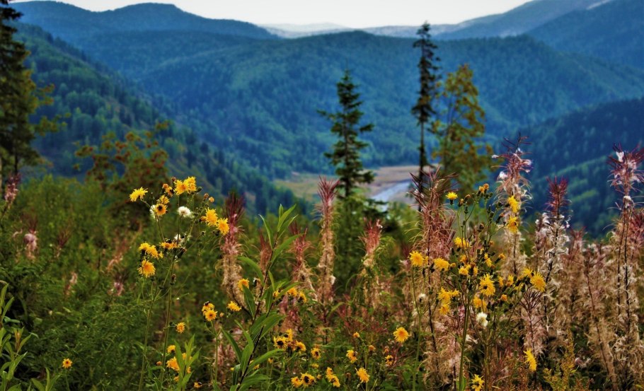 Национальный парк Башкирия Флора