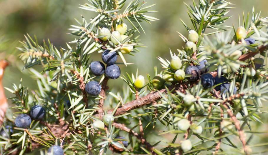 Можжевельник кипарисовидный виргинский