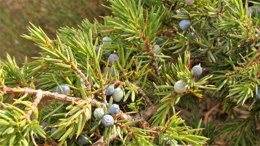 Можжевельник высокий Juniperus Excelsa