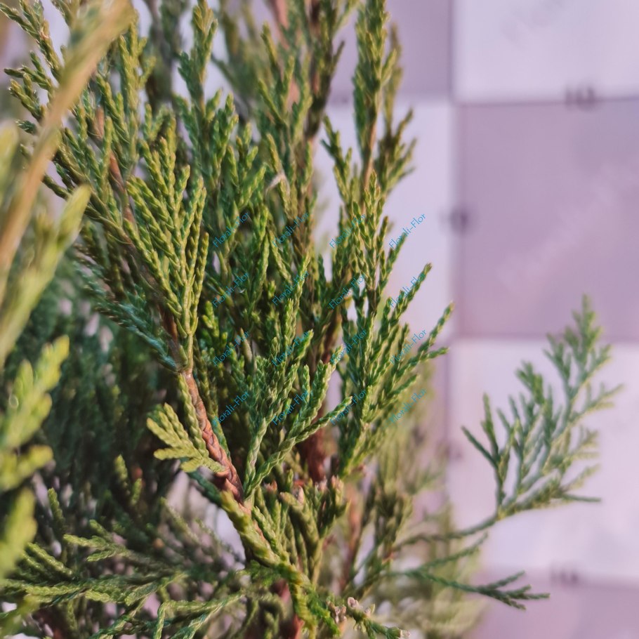 Туя Западная Голосеменные