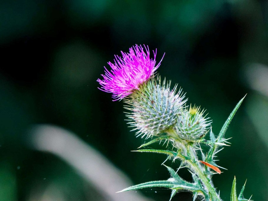 Чертополох поникающий