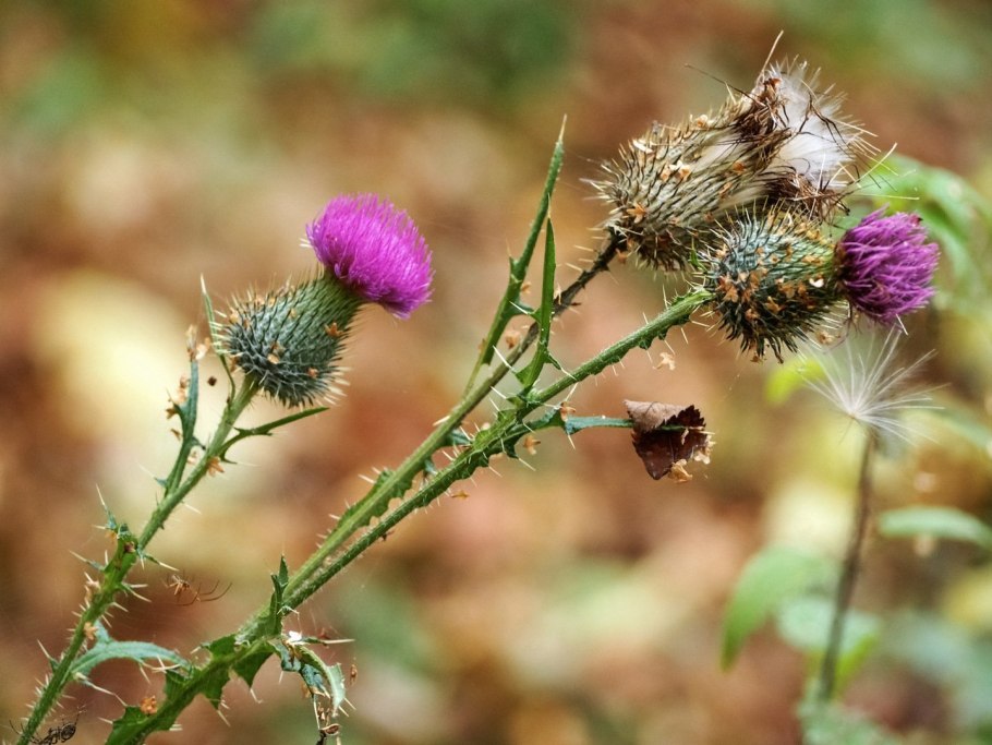 Чертополох Калмыкия
