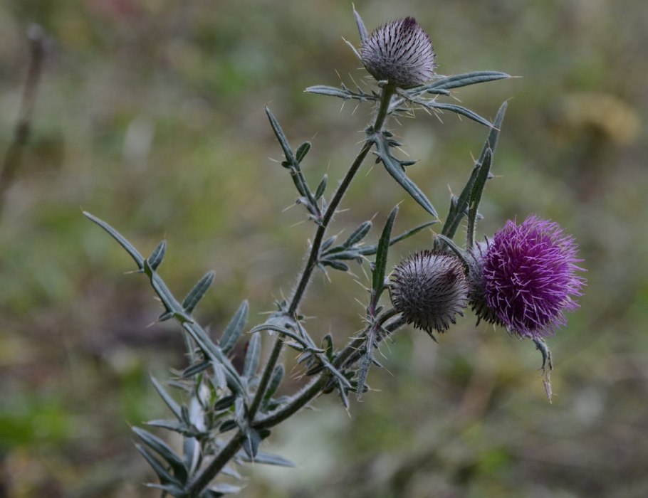 Чертополох куст татарник