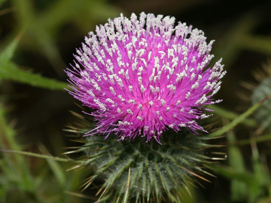 Сорняк татарник