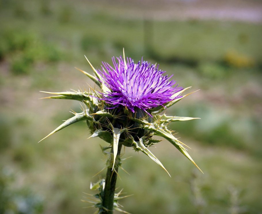 Дикий чертополох красный