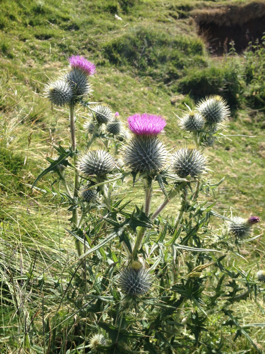 Чертополох зеленый