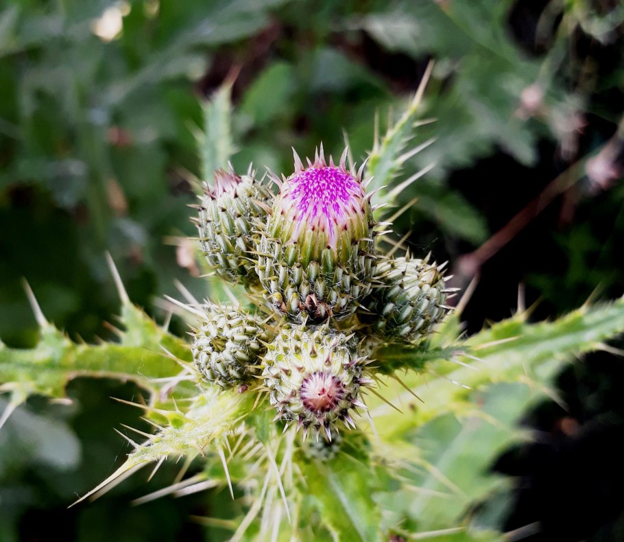 Палеоцентаурея чертополох