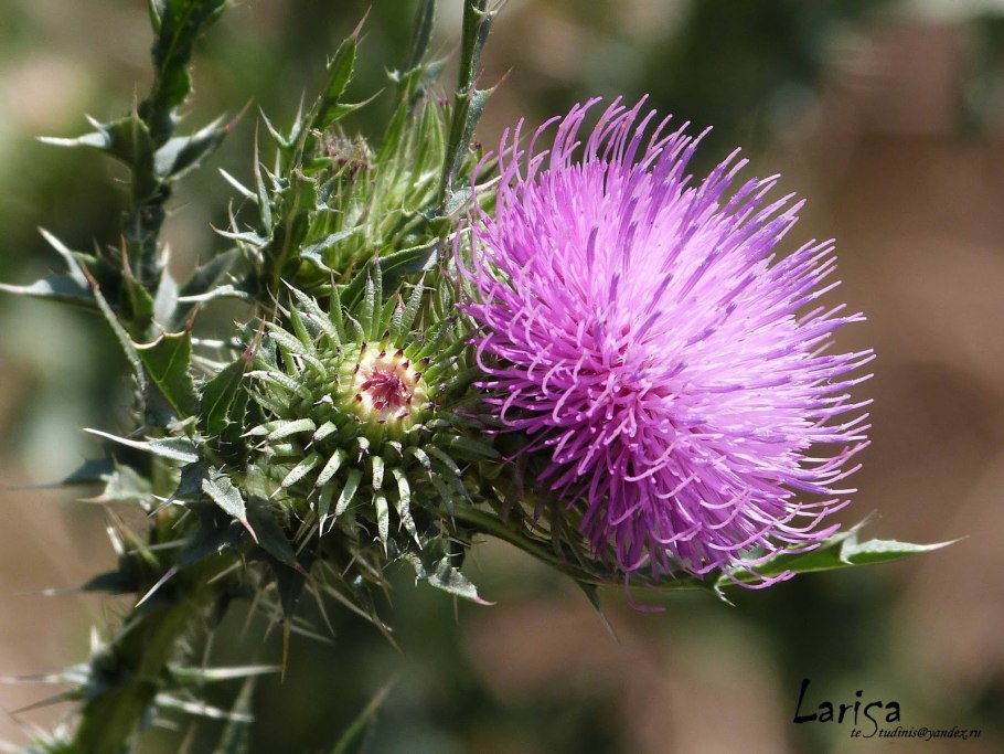 Чертополох мелкоголовчатый