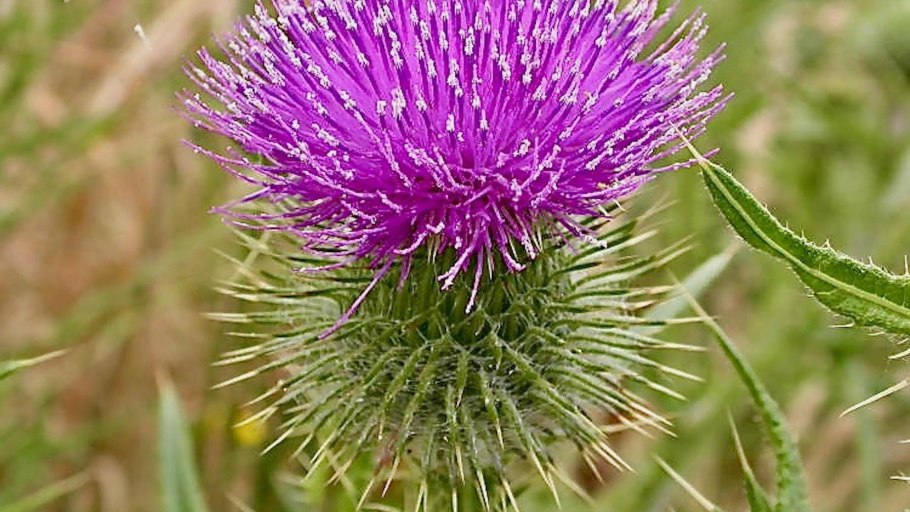 Чертополох сизоватый