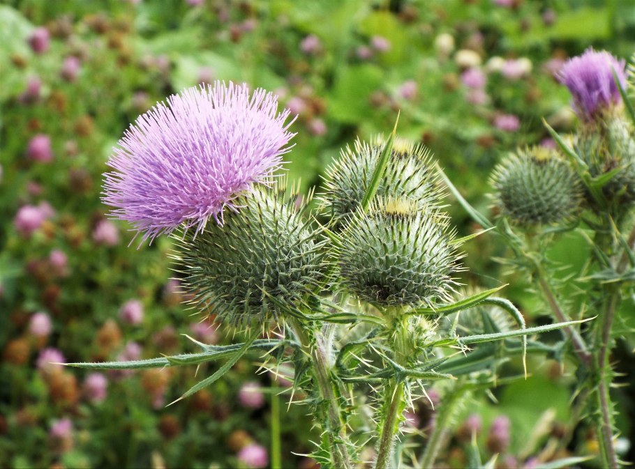 Однолетники похожие на чертополох