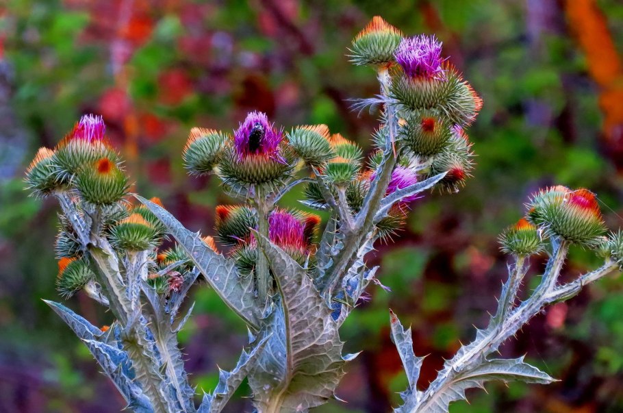 Deve Dikeni по русски