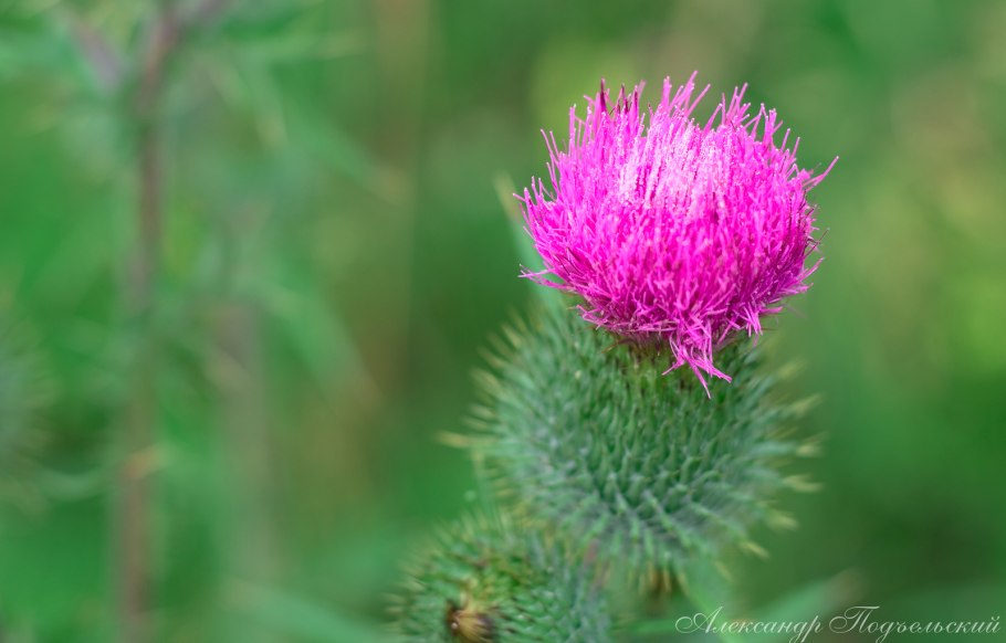 Чертополох Дальневосточный