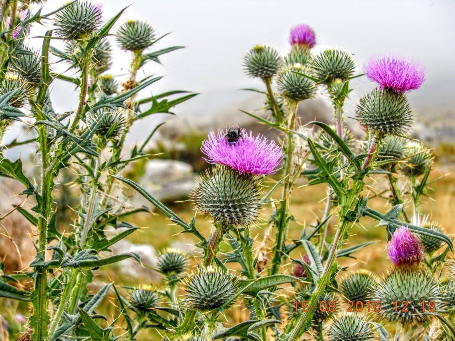 Репей чертополох Бодяк