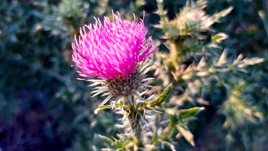 Репей чертополох Бодяк