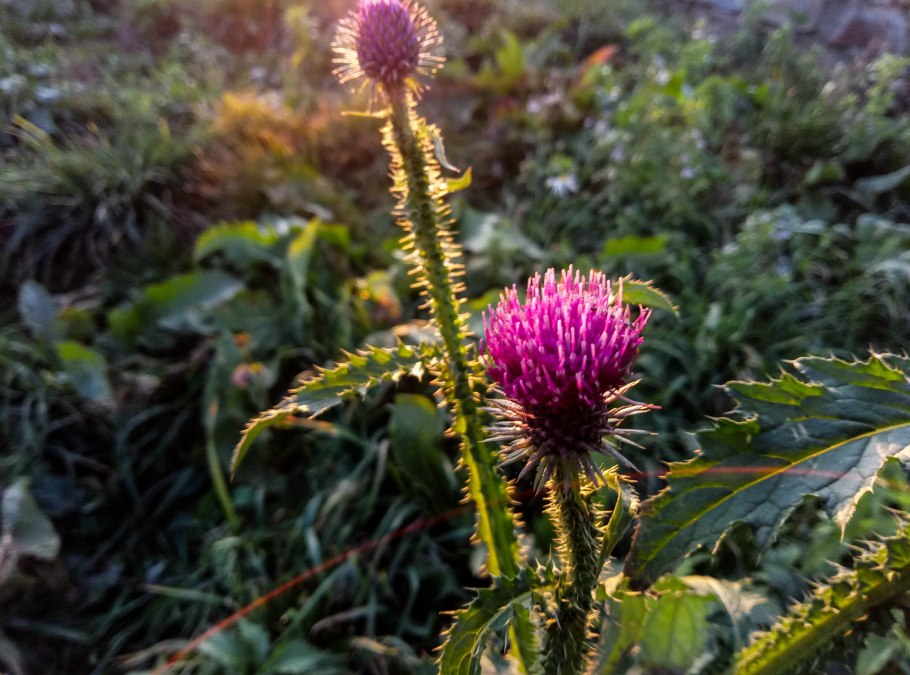 Чертополох колючий